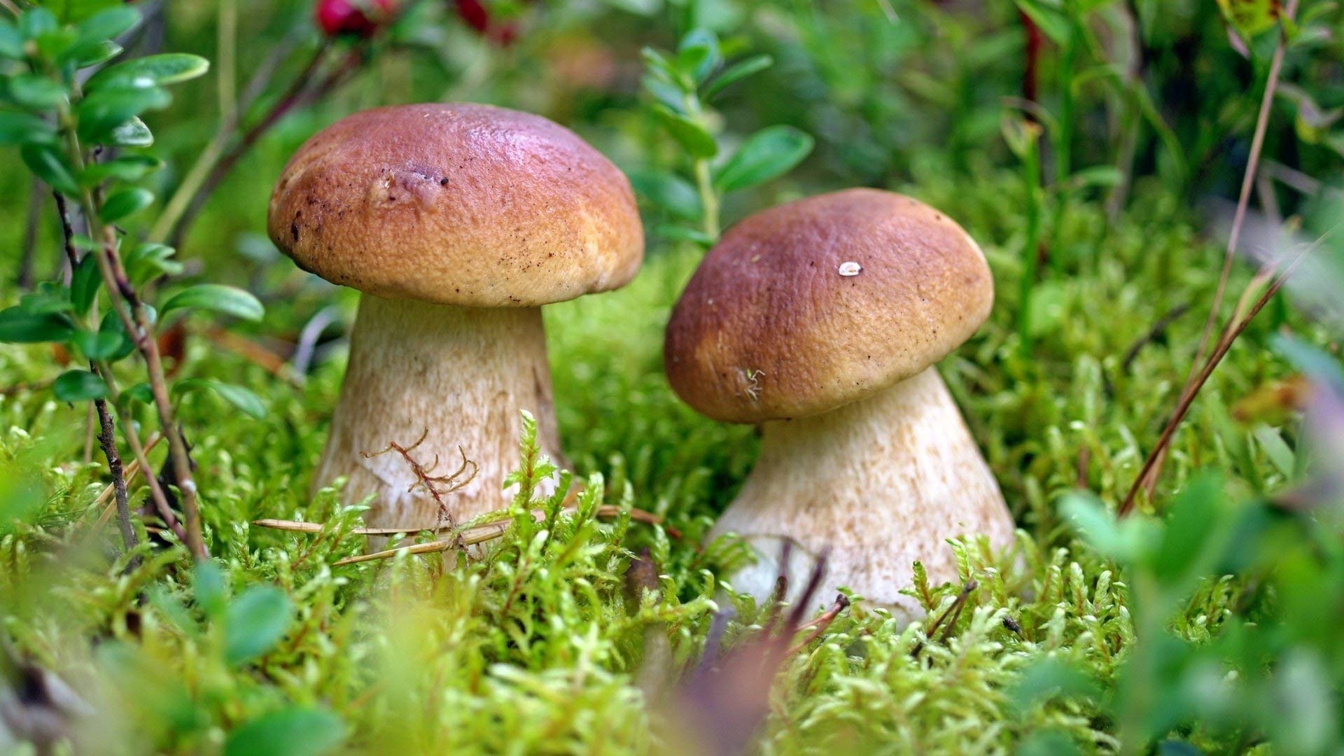 Two mushrooms growing in a grassy area with green foliage.