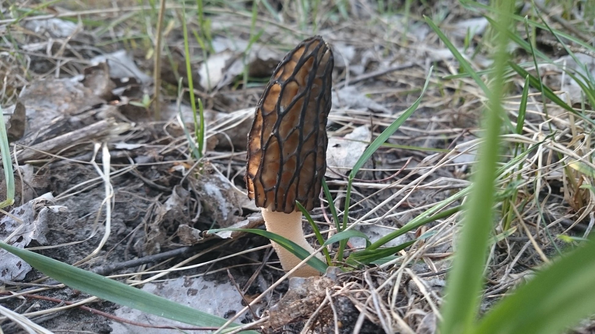 Morel mushroom growing in a natural outdoor setting with grass and soil.