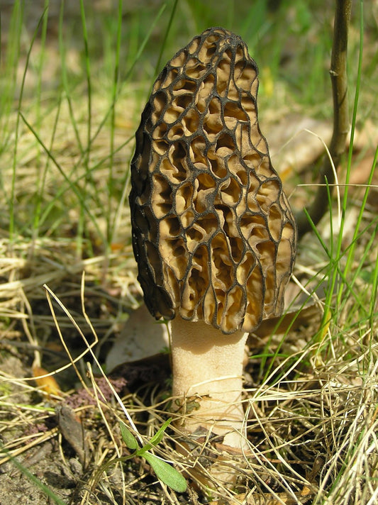 Morel mushroom in a natural grassy setting