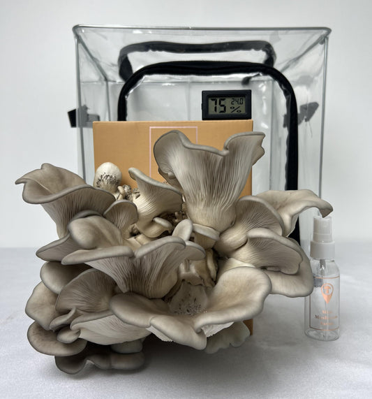 Growth of mushrooms in a clear container with a digital thermometer on a white background