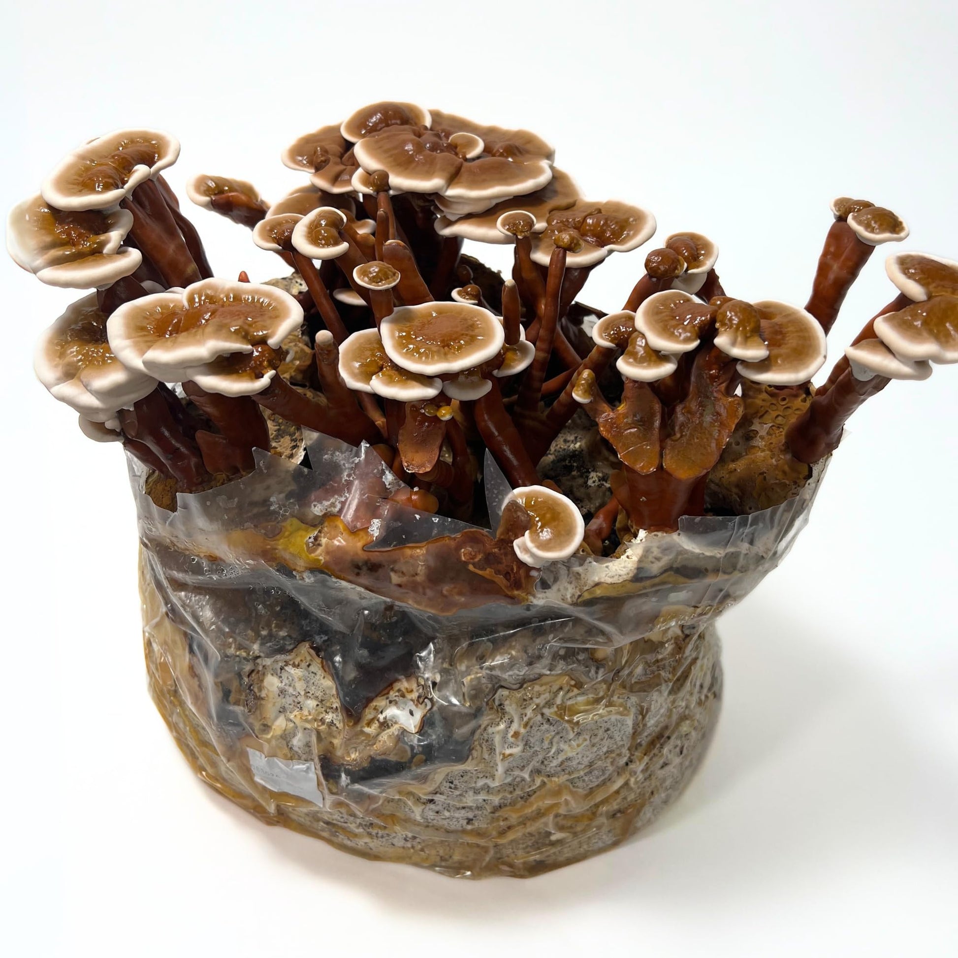 Mushrooms growing out of a container on a white background