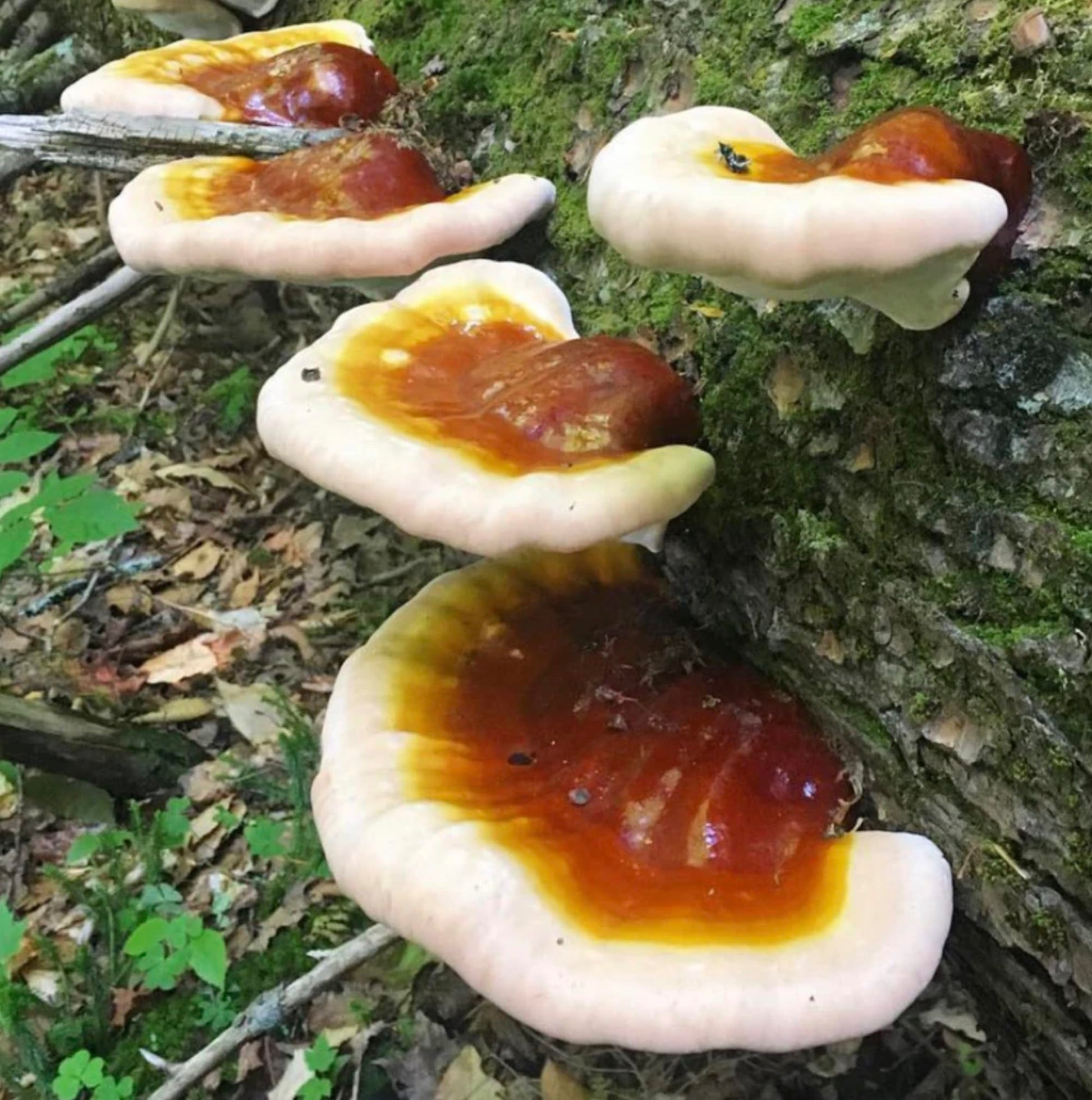 Mushrooms with brown and red caps on a tree trunk in a forest setting