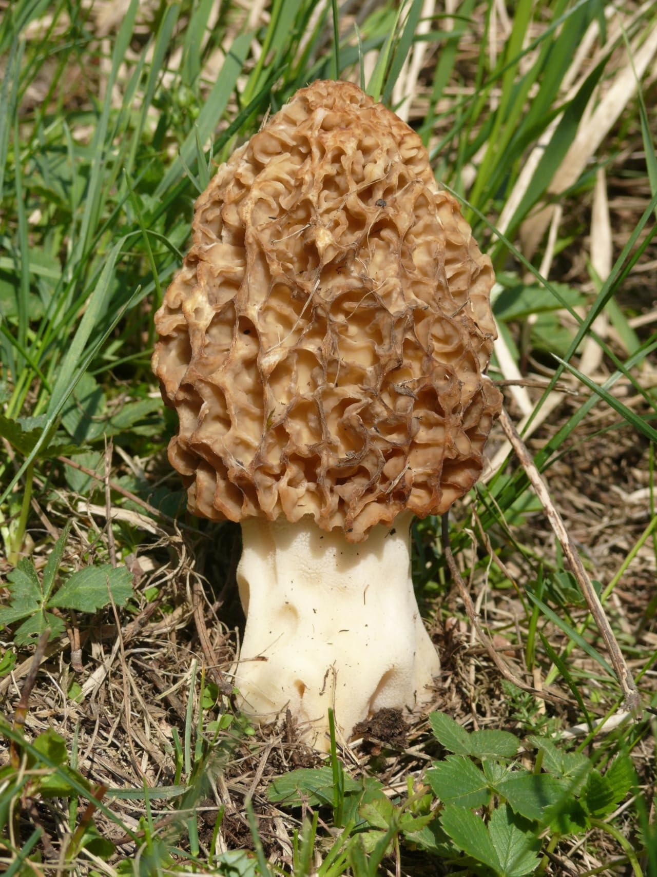 Morel mushroom in a grassy field