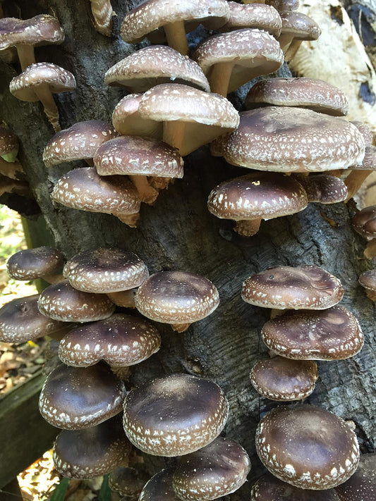 Cluster of mushrooms growing on a tree trunk